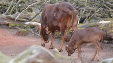 Watussi-Rind (4).jpg